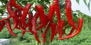 best red hot peppers - CGhealthfood.jpeg