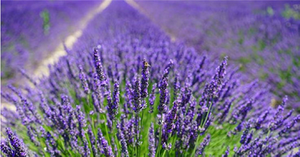 lavender essential oil manufacturers -CGhealthfood.png